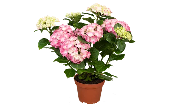 Hydrangea macrophylla 'Early Pink'®