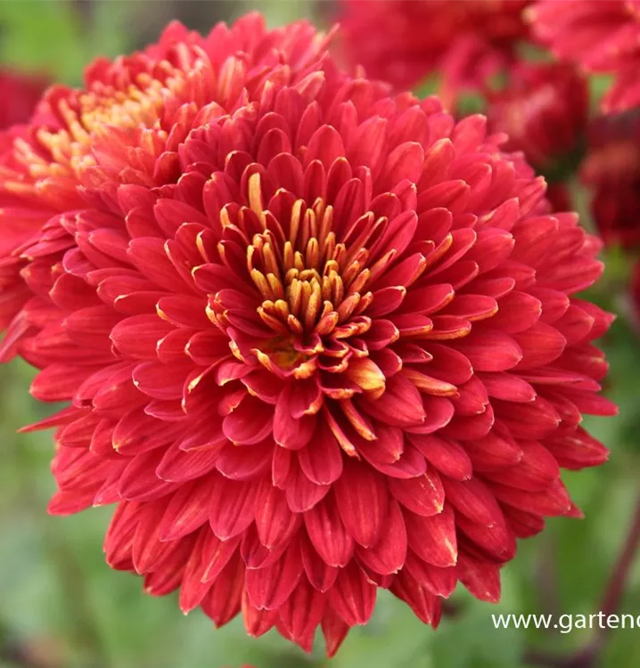 Chrysanthemum X Hort Brennpunkt Winteraster A Garten Ammer