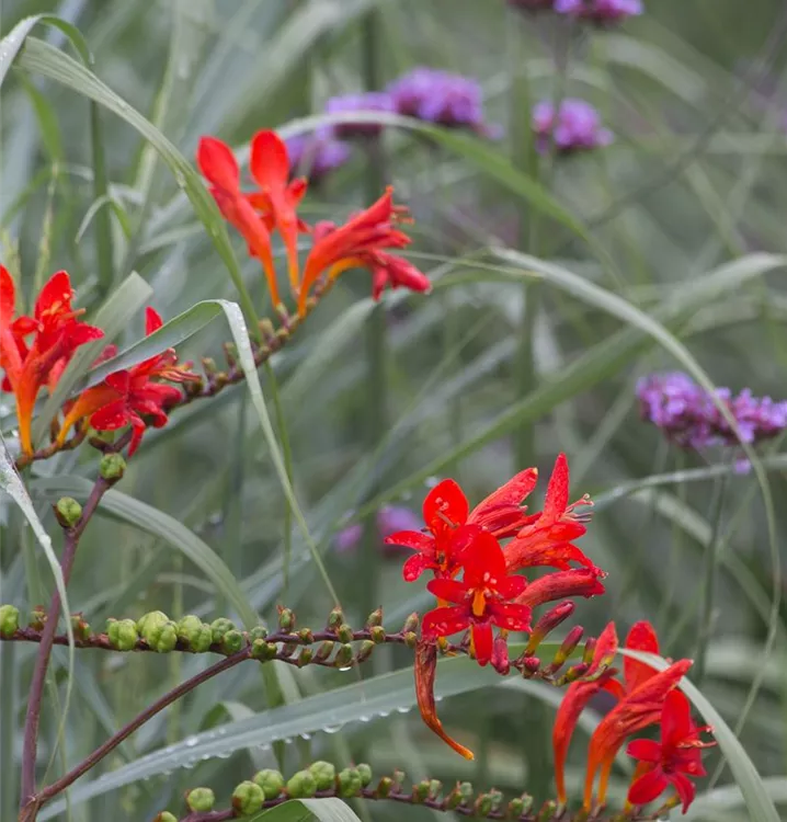 Crocosmia X Crocosmiiflora Lucifer Montbretie A Garten Ammer