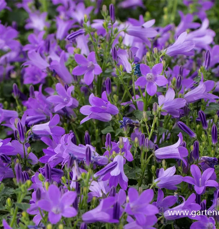 Campanula Portenschlagiana Dalmatiner Polster Glockenblume 1A Garten