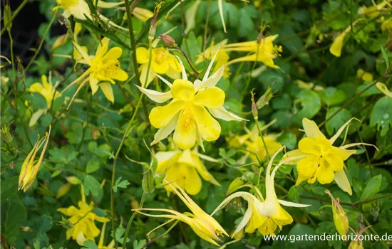 Langspornige Garten-Akelei 'Yellow Queen'