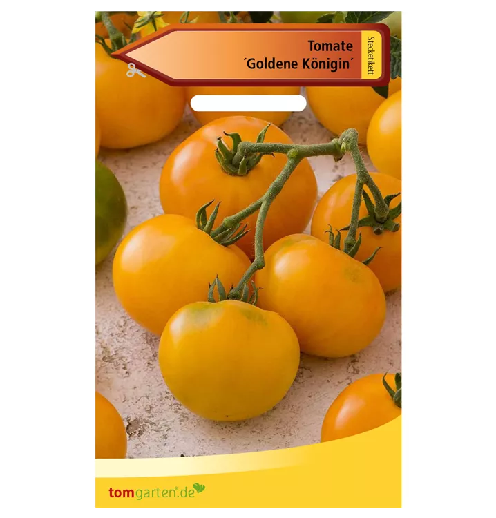 Tomate Goldene Königin Solanum lycopersicum Goldene Königin 1A