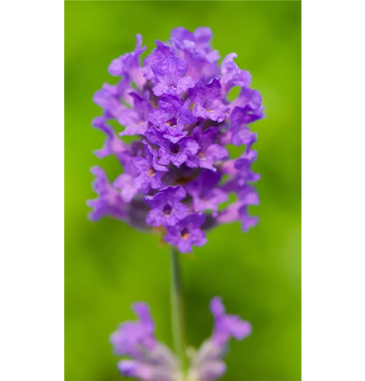 Lavendel