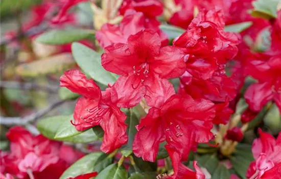 Yaku-Rhododendron 'Bohlken´s Roter Stern'®