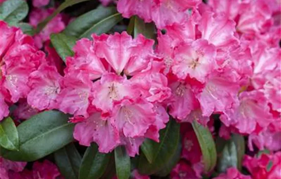 R Rhododendron hybrida 'Germania'(S) 