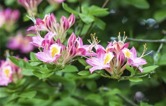 R Rhododendron luteum 'Soir de Paris' 