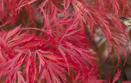 R Acer palmatum 'Dissectum Crimson Princess'