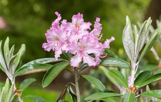 Rhododendron 'Millenium'