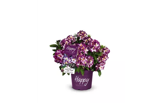 Rhododendron 'Pushy Purple'®(s)
