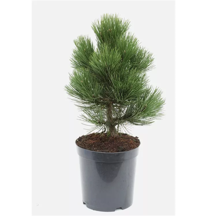 Pinus leucodermis 'Malinki'
