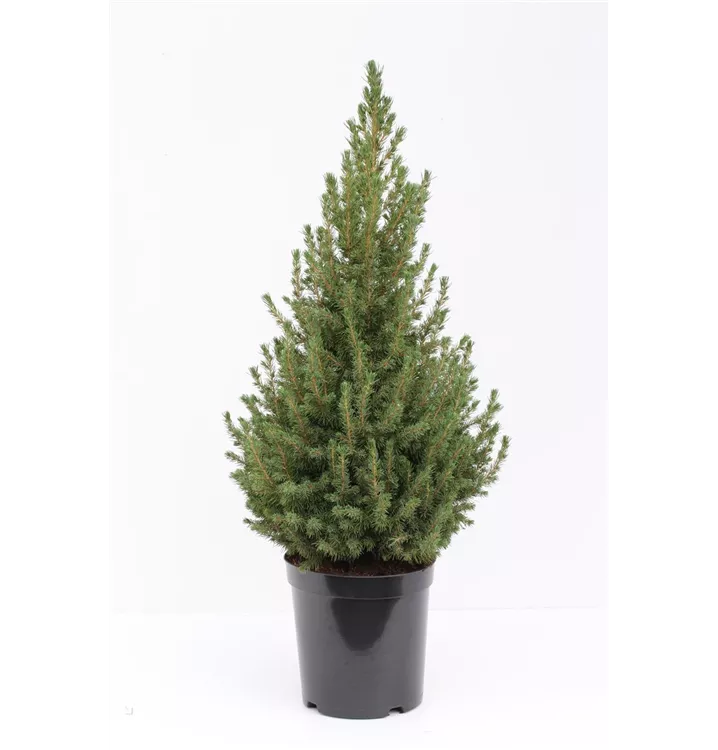 Picea glauca 'Conica December'