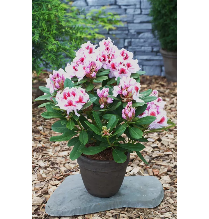Rhododendron Hybr.'Belami'®