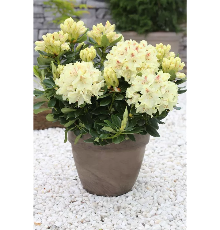Rhododendron 'Goldkrone' (S)