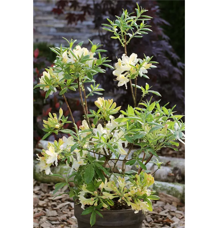 Rhododendron 'Weston´s Lemon Drop'