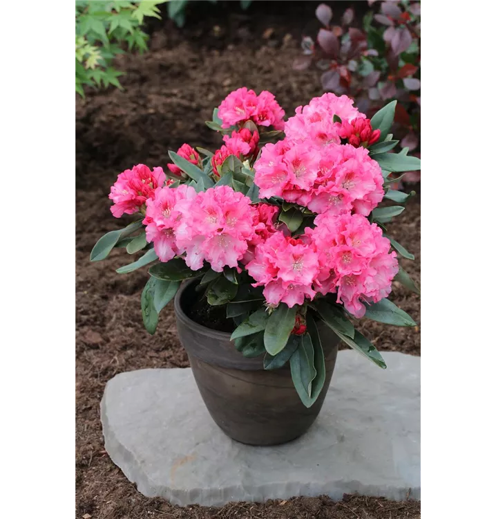 Rhododendron yakushimanum 'Tina Heinje'