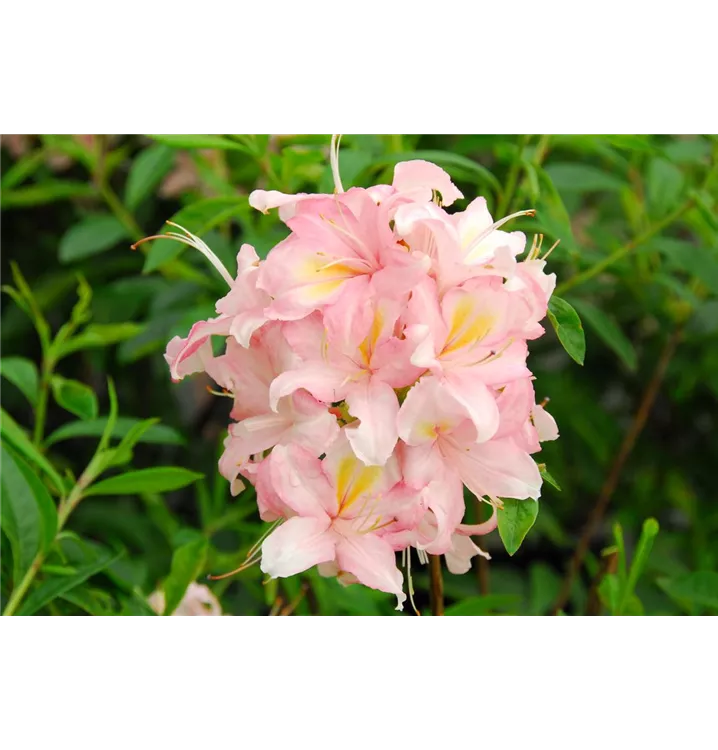 Rhododendron luteum 'Juniduft'