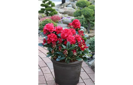Rhododendron 'Lisetta'®