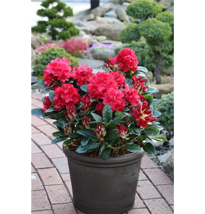 Rhododendron haematodes 'Lisetta'® 