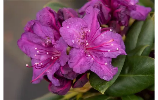 Yaku-Rhododendron 'Bohlken´s Lupinenberg Laguna'®