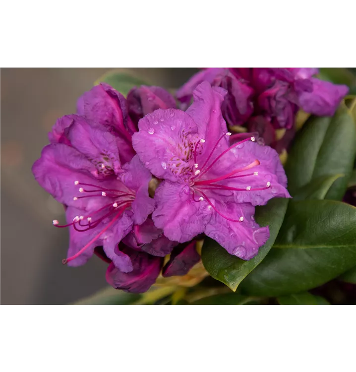 Rhododendron yakushimanum 'Bohlken's Lupinenberg Laguna'®