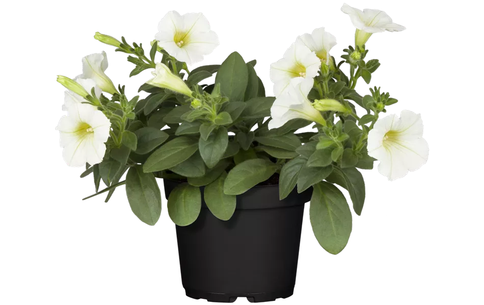Petunia 'Surfinia White'