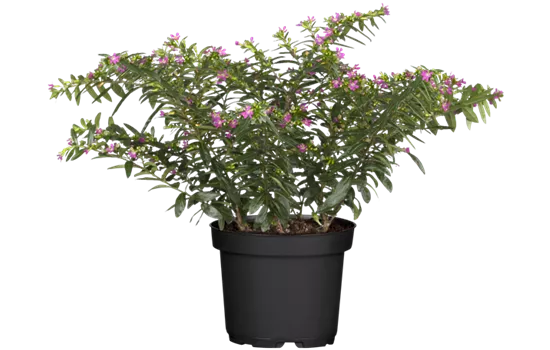 Cuphea hyssopifolia, pink