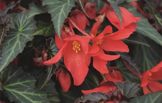 Begonia SUMMERWINGS™ 'Dark Elegance'