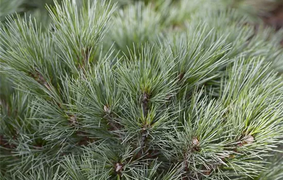 R Pinus strobus 'Blue Shag'