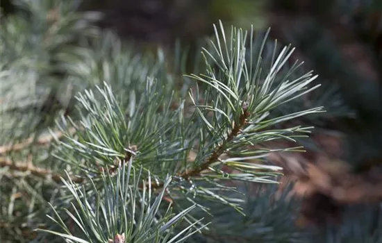 R Pinus sylvestris 'Glauca'