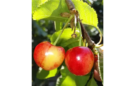 Garten Süßkirsche \'Compact Stella\' avium - Ammer 1A CAC Compact\', Prunus \'Stella