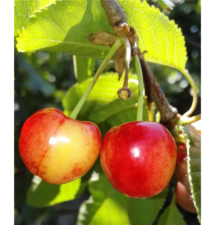 Prunus avium 'Querfurter Königskirsche'