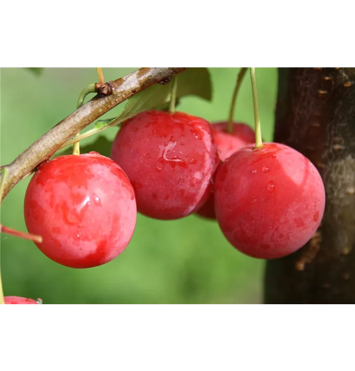 Prunus cerasifera 'Milanka'®