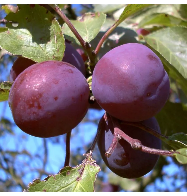 Prunus domestica 'Königin Viktoria'