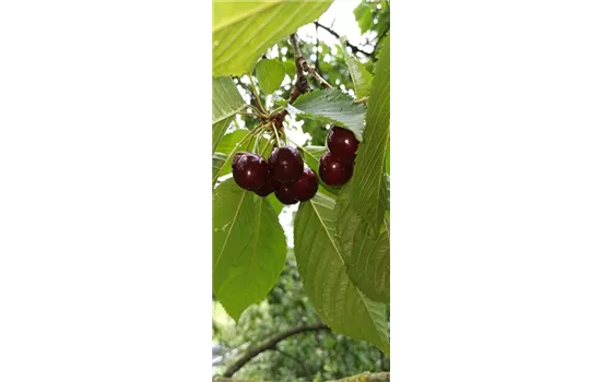 Süßkirsche \'Stella Prunus \'Compact Compact\', CAC 1A - Garten avium Stella\' Ammer