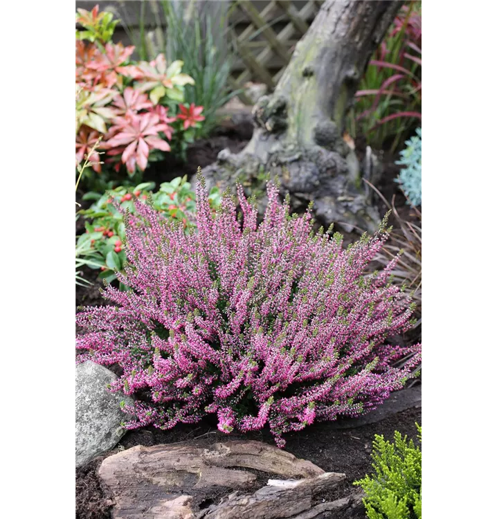 Winterharte Knospenheide Gardengirls® 'Amethyst', Calluna Vulgaris ...