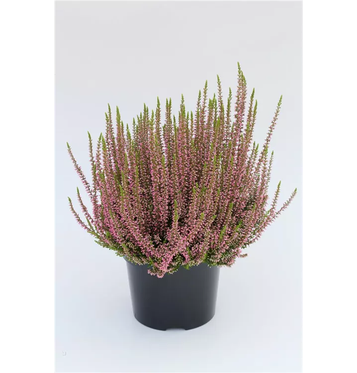 Winterharte Knospenheide Gardengirls® 'Rosita', Calluna Vulgaris ...