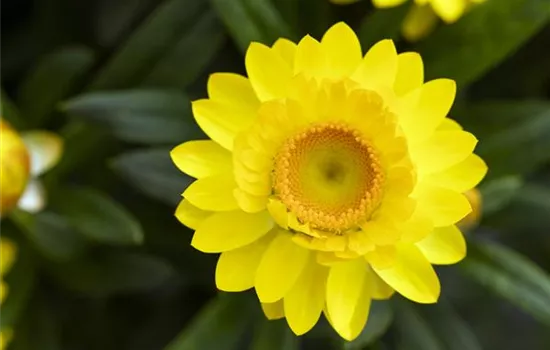 Helichrysum bracteatum 'Mohave® Yellow'