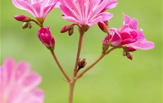 Lewisia cotyledon, pink