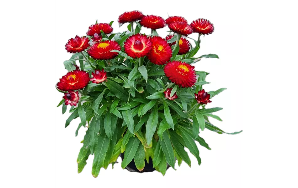 Helichrysum bracteatum 'Mohave® Dark Red'