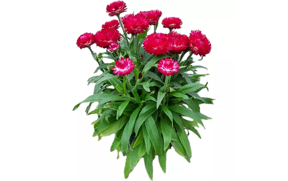 Helichrysum bracteatum 'Mohave® Purple Red'