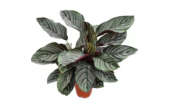 Calathea ornata