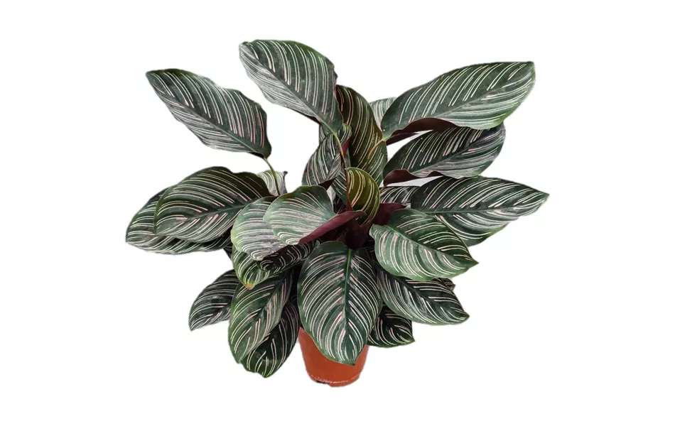 Calathea ornata