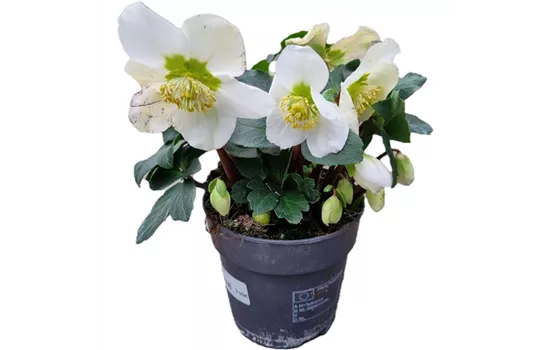 Helleborus niger