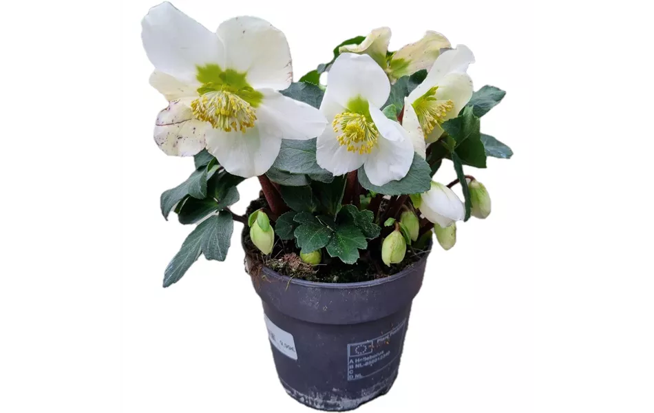 Helleborus niger