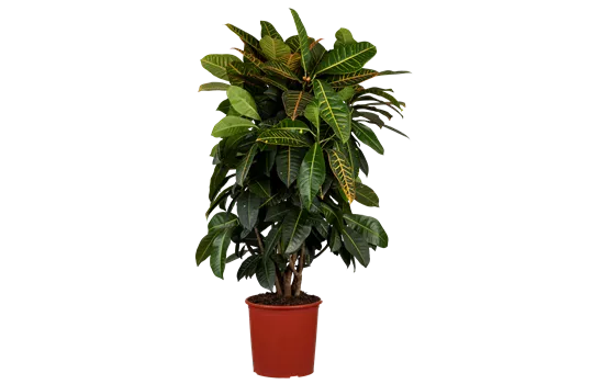 Codiaeum variegatum 'Petra' verzweigt