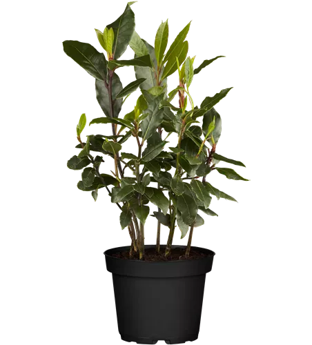 Laurus nobilis Laurus nobilis