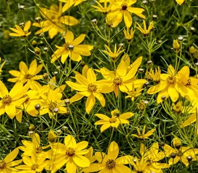 Coreopsis verticillata 'Zagreb'