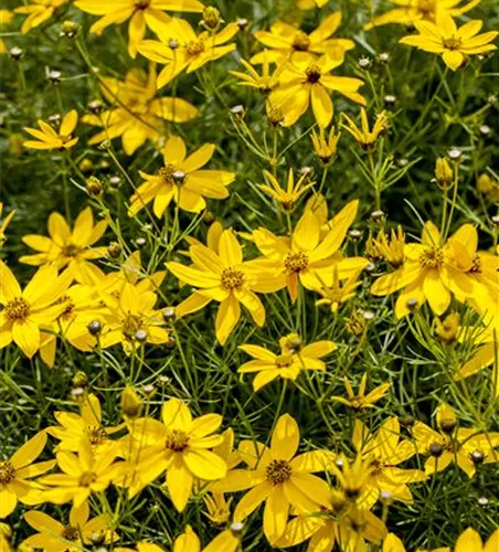 Coreopsis verticillata 'Zagreb'