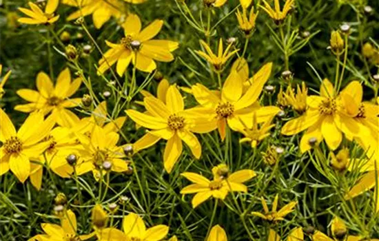 Coreopsis verticillata 'Zagreb'