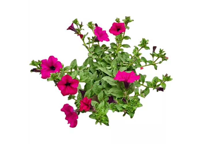 Petunia 'Surfinia Purple' Petunia 'Surfinia Purple'